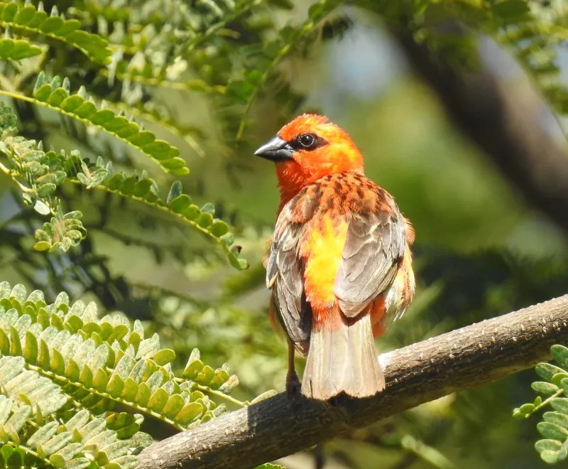 Mauritius Wildlife [Red Cardinal Fody Bird]