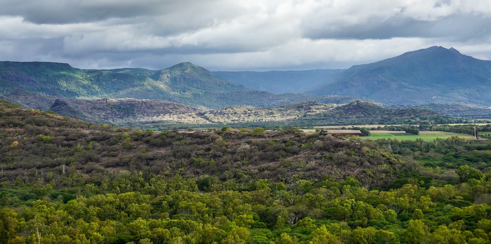 Mauritius Greenry