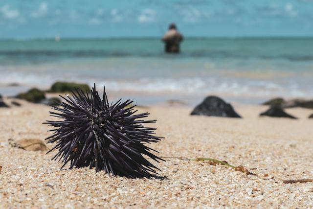 Sea Urchin