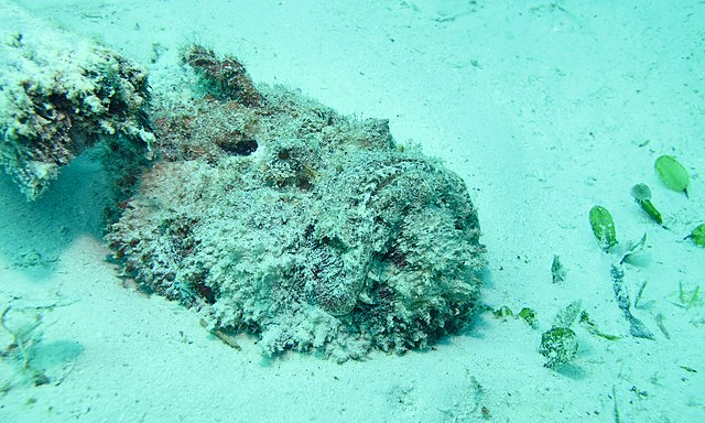 Stonefish