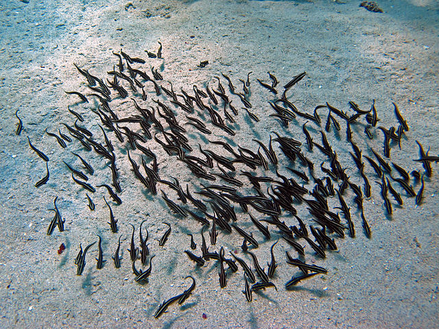 striped eel catfish