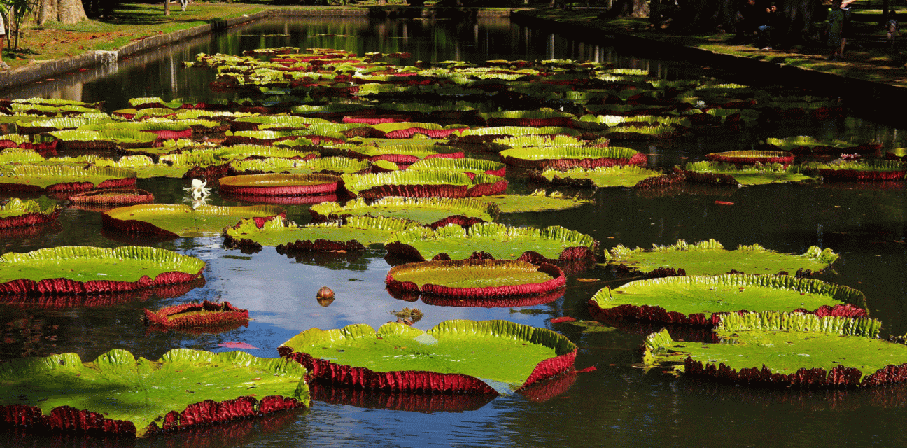 Botanic Garden, Pamplemousses Botanic Garden, Pamplemousses