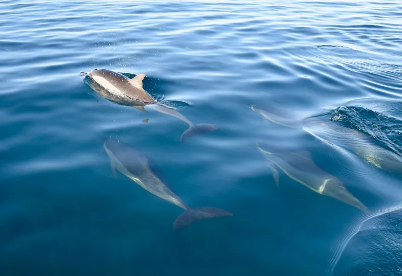 Swim with Dolphins - Photo by Raoul du Plessis