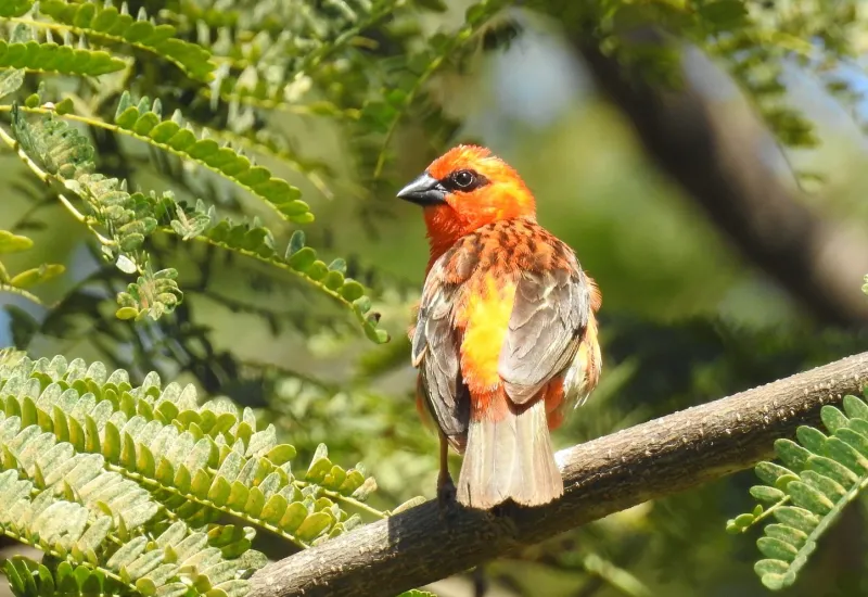 Mauritius Wildlife [Red Cardinal Fody Bird]