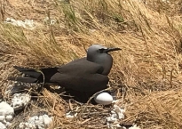 Wildlife