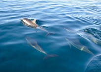 Swim with Dolphins - Photo by Raoul du Plessis