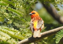 Mauritius Wildlife [Red Cardinal Fody Bird]